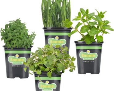 Bonnie Plants Pet Friendly Garden Plants (4-Pack) – Only $17.18!