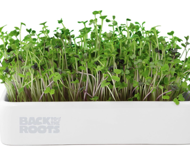Back to the Roots Organic Microgreens Grow Kit with Ceramic Planter – Just $6.17!
