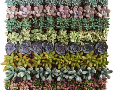 Succulents Assorted Succulent Plants (Pack of 32) – Only $39.89!