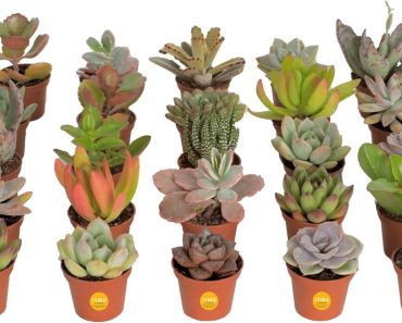 Costa Farms Succulents (25 Pack) – Only $31.49!