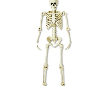 Poseable Skeleton (5-Ft) – Only $29.97!