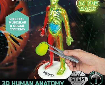 Discovery 3D Human Anatomy 28-Piece Biology Model – Only $12.50!